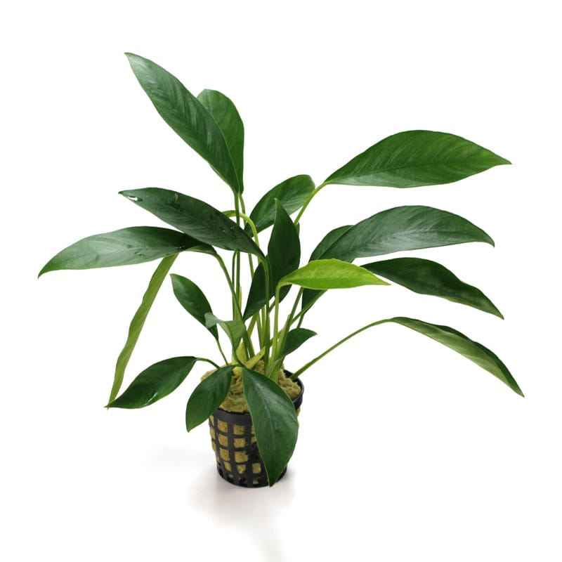 Anubias Congensis E wąskolistny epifit łatwy KOSZYK